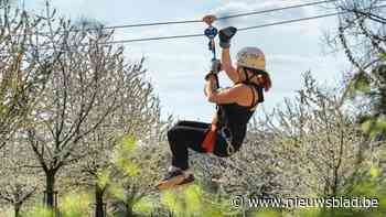 Toerisme in Haspengouw maakt zich op voor succesvolle paasvakantie dankzij perfecte timing van bloesems