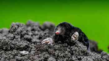 Maulwurf im Garten? Vertreiben Sie den Grabmeister auf sanfte Art