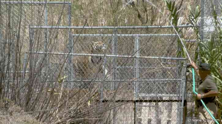 'Emotional support' tigers seized from Nevada home