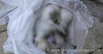 Dead dog found hanging from tree by River Thames