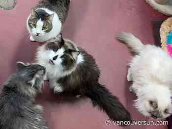 Updating your will? Don't forget to include plans for your pets, B.C. SPCA says