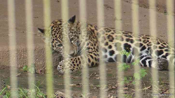 Southern students, staff, alumni meet Baton Rouge Zoo's historic jaguar cub named after SU mascot