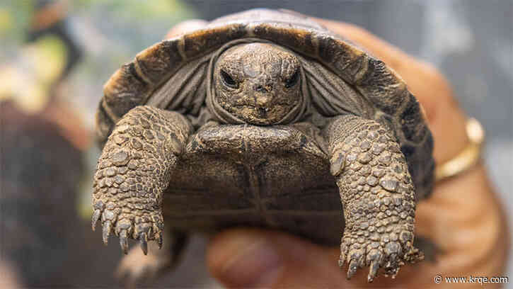 100-year-old tortoise gives birth to critically endangered hatchlings at Philly Zoo