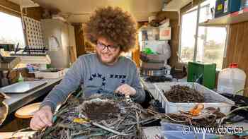 This bird's nest is made of candy wrappers and face masks. Here's what we can learn