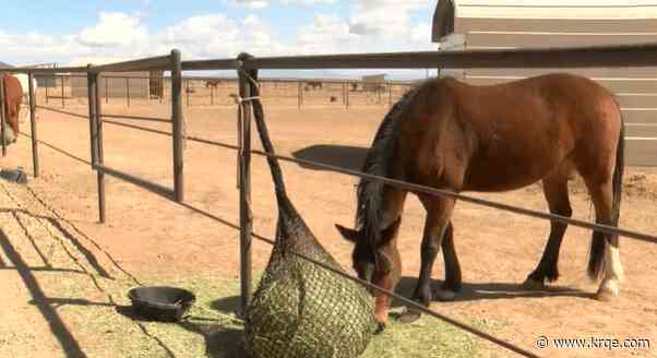 New Mexico jewelry company teams up with Walkin N Circles Ranch to get horses adopted