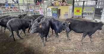Grafton store heifers record marked rise as buyers seek to secure cattle