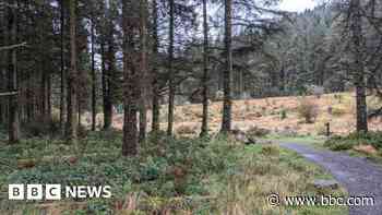 Litter fears as TikTok sparks forest visitor surge