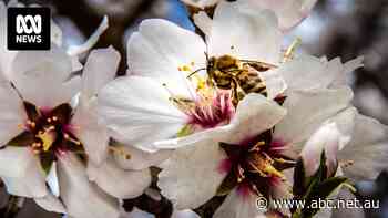 Farmers' profits likely to bloom as Trump's tariffs anger global markets