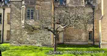 The true story about the Cambridge college tree said to have links to Isaac Newton