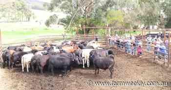 Steers perform well in challenge, as event attracts more than 50 teams