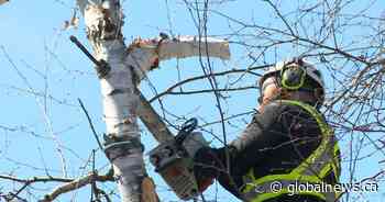 Experts, wood exporters try to tally trees lost during Ontario ice storm