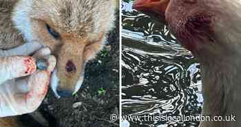 Teens ‘treat wildlife like online trophies’ in south east London catapult attacks