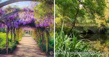 Instagram-famous south east London park will soon be blooming with Wisteria