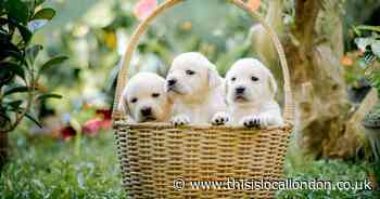 Free puppy casting photoshoot could land your pet a paid role in Battersea