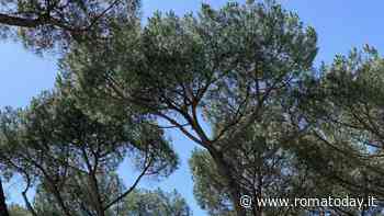 Nel municipio V la cura contro la cocciniglia funziona: "Perdite sotto l'1%"