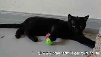 Gifhorner Kater-Duo will umziehen