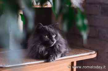 Elegante, affettuoso e dolcissimo: alla scoperta del gatto Tiffany