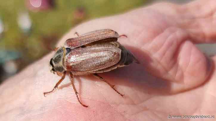 Een meikever in april is een zot die niet weet wat hij wil