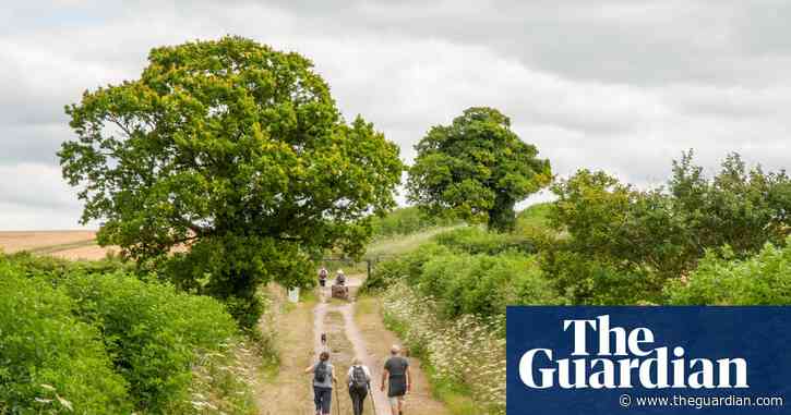 ‘An exciting moment’: England’s urban and rural trees mapped for first time