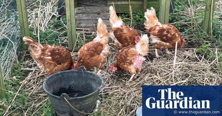 Country diary: Rescued hens are among the spring arrivals on the farm | Andrea Meanwell