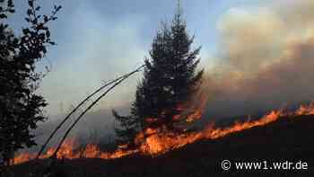 Trockenheit begünstigt Waldbrandgefahr