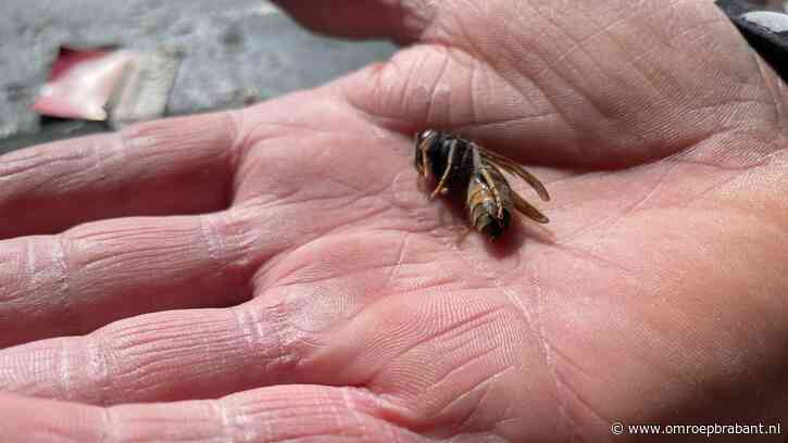 Bestrijding Aziatische hoornaar 'utopie': 'Vechten tegen bierkaai'
