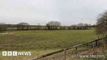 Police shoot dogs dead after horse bitten