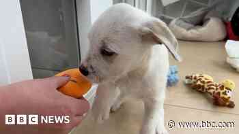 Food bank for pets set up by animal charity