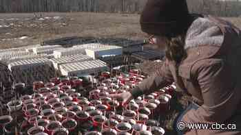 Group saves native plants from being bulldozed, gives them 2nd chance in Fish Creek Park