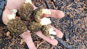 Sask. mushroom pickers sound alarm on dangerously misleading AI-generated books