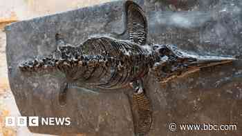 Dinosaur exhibition unearths region's history