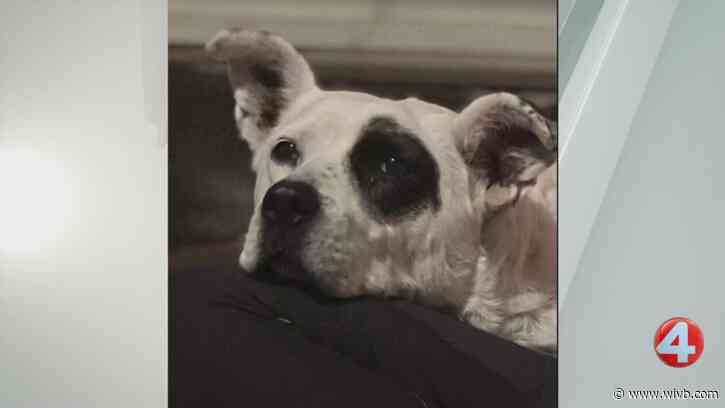 Delilah is 'very sweet' and needs a forever home