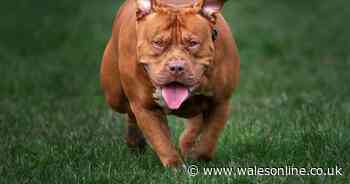 Police warning as XL Bully on the loose following incident