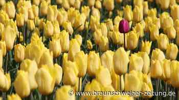 Vordorf: So ist der Plan fürs offene Tulpenfeld ohne Stau