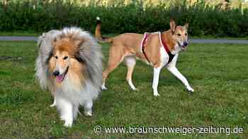 Dieser Wolfsburger Stadtteil hat nun eine Hundefreilauffläche