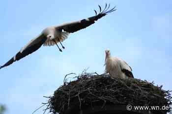 Tierschauspiel vor der Haustür: Storchenpaar ist zurück am Möselerhook