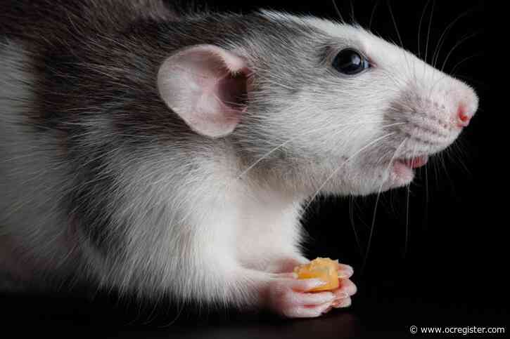 What has been leaving empty snail shells in your shed? Probably rats.