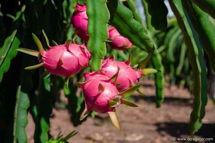 Why you should consider planting dragon fruit in your Southern California garden