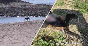 Een doodgebeten schaap en een ijsberend dier op het strand: een wolf of gewoon een hond?