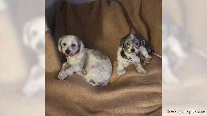 Maltipoos Nike and Tank will fill your home with joy and warmth