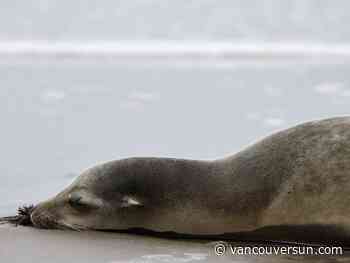 B.C. climate news: Post carbon tax, advocates take aim at another B.C. electrification policy | DFO monitors for toxic algae as hundreds of sea lions and dolphins die in California