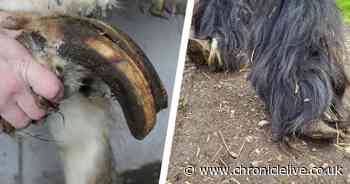 County Durham man spared prison after nine severely neglected horses found living in filth