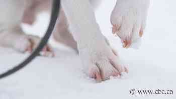 Man charged with animal cruelty after being spotted mistreating dogs on walk: police