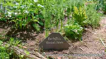 Mischkultur: Was sind gute Beetnachbarn – und welche Pflanzen sollten nicht zusammen wachsen?