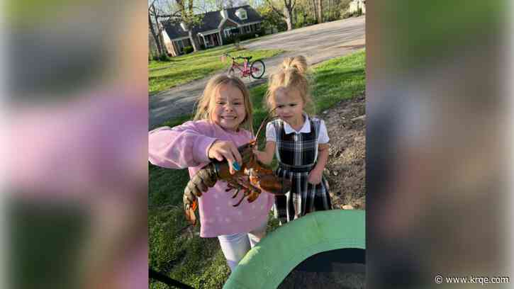 St. Louis family's prank leads to lobster's prolonged life