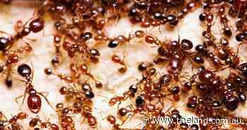 Is there a simple solution when it comes to fire ants? | Letters to the editor