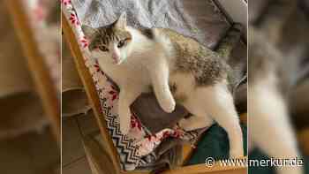 „Katzen-Diva sucht neuen Hofstaat“: Tierheim sucht humorvoll Zuhause für Biene