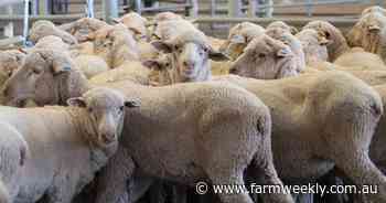 Free online help desk available to WA sheep producers ahead of eID rollout