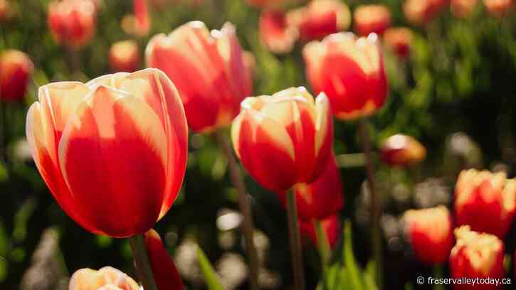 Chilliwack Tulip Festival canceled this year after weather-related damage