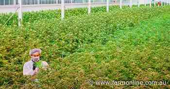 Struggling Mildura medicinal cannabis grower strikes a major retail deal